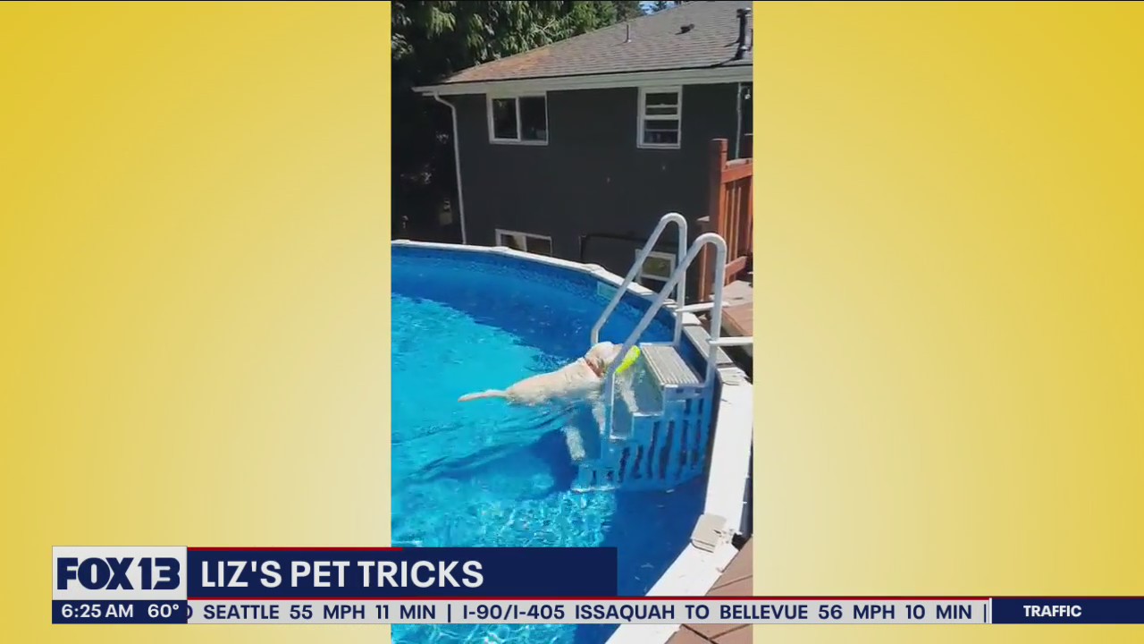 Liz's Pet Tricks for Tuesday, July 12