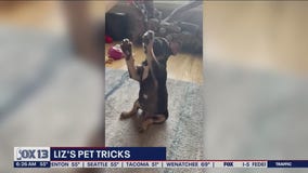 Liz's Pet Tricks for Wednesday, July 13