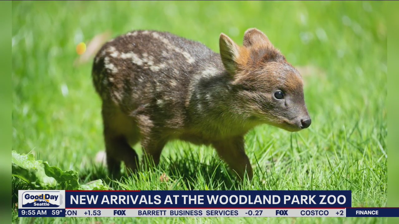 New arrivals at the Woodland Park Zoo