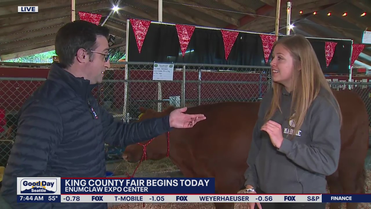 Meet some of the cattle at the King County Fair