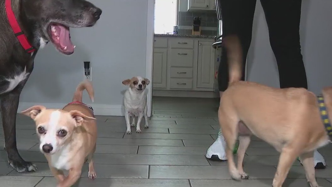 Colby Love Can: Nonprofit fosters pets while owners seek treatment