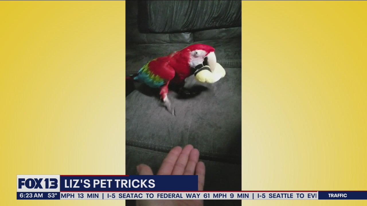 Liz's Pet Tricks for Monday, July 18