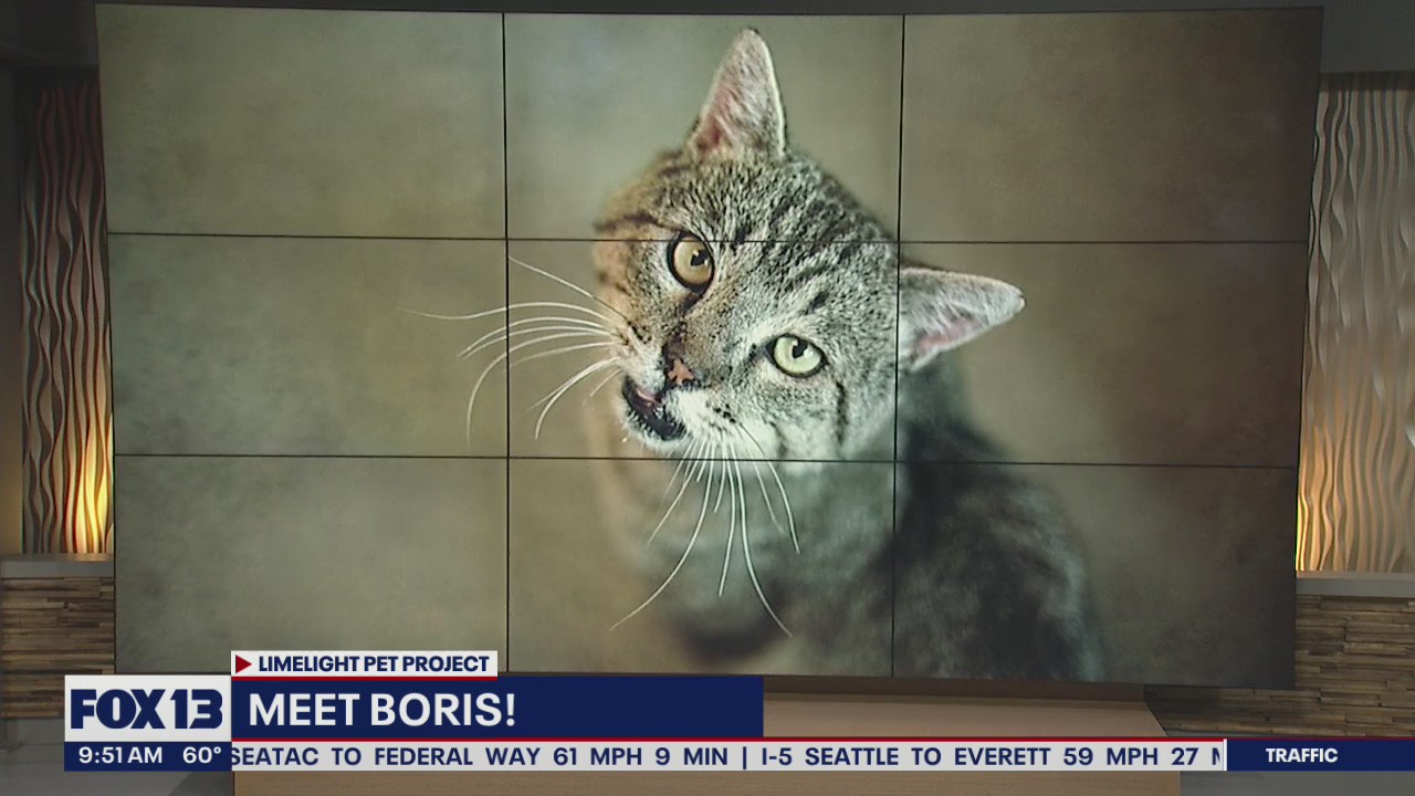 Pet of the Week: Boris