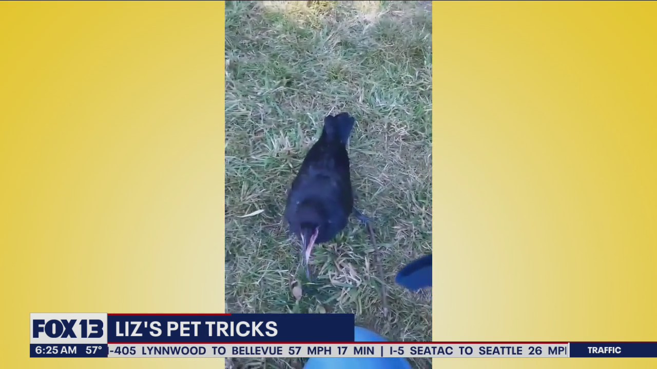 Liz's Pet Tricks for Thursday, July 21
