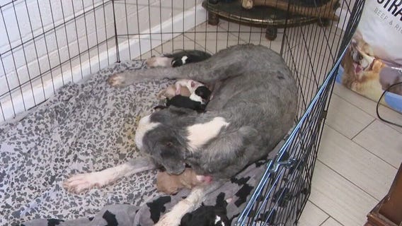 AZ dog gives birth to pups who will be given to veterans