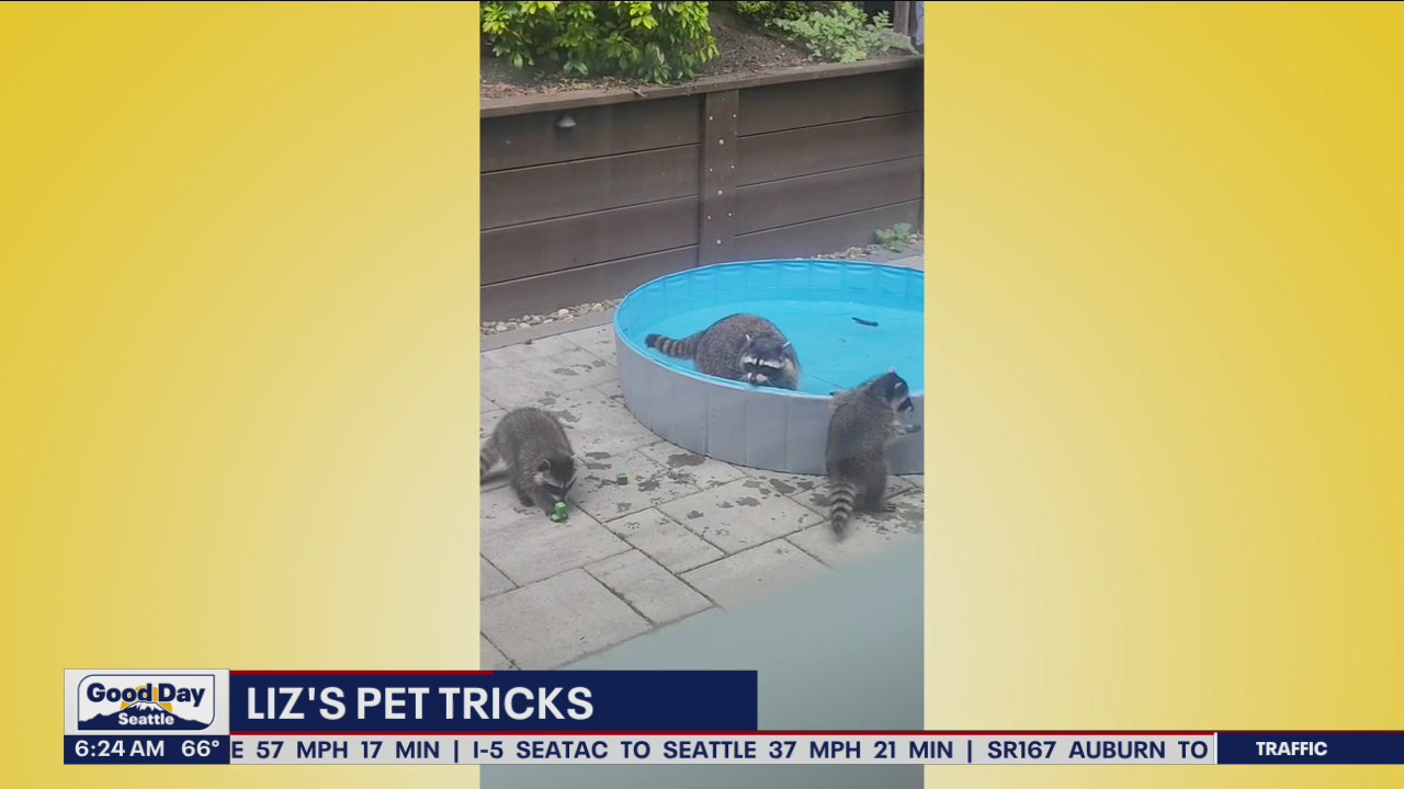 Liz's Pet Tricks for Tuesday, July 26