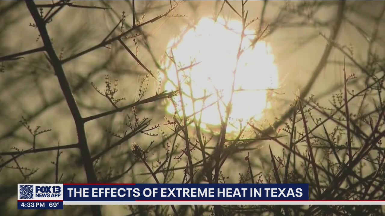 Summer heatwave: Effects of extreme heat in Texas