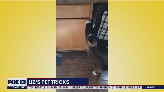 Liz's Pet Tricks for Friday, July 22
