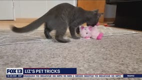 Liz's Pet Tricks for Thursday, July 28