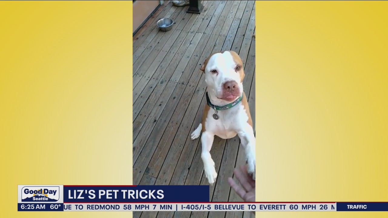 Liz's Pet Tricks for Wednesday, July 27