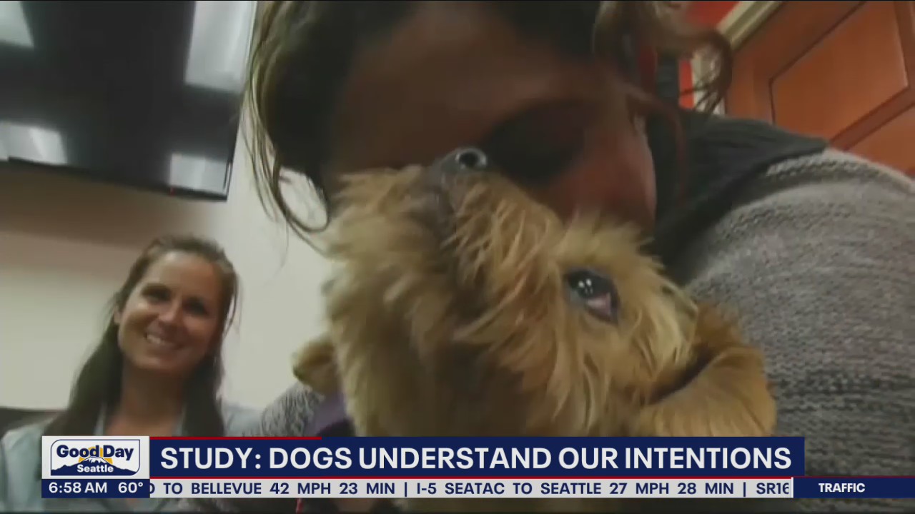 Study: Dogs understand our intentions