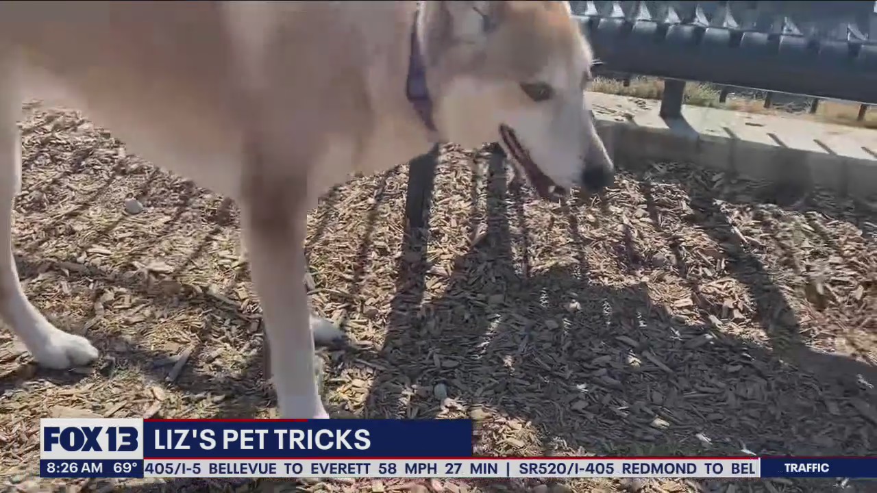Liz's Pet Tricks: Featuring Mireya Garcia's dog tricks!