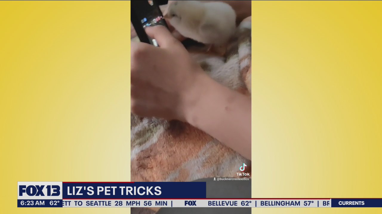 Liz's Pet Tricks for Monday, August 1