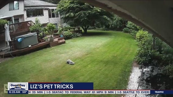 Liz's Pet Tricks for Tuesday, August 2