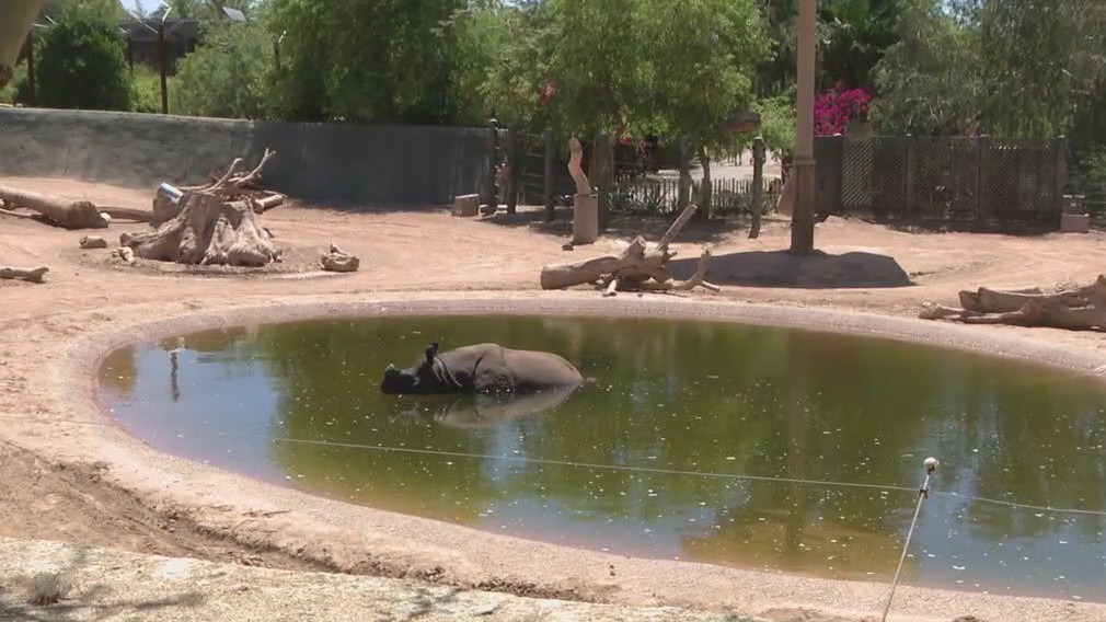 Phoenix Zoo changes to summer hours