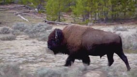Woman gored by bison at Yellowstone National Park
