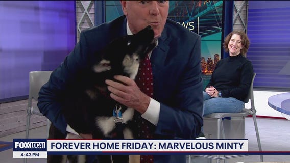 Adoptable puppy charms everyone at KTVU