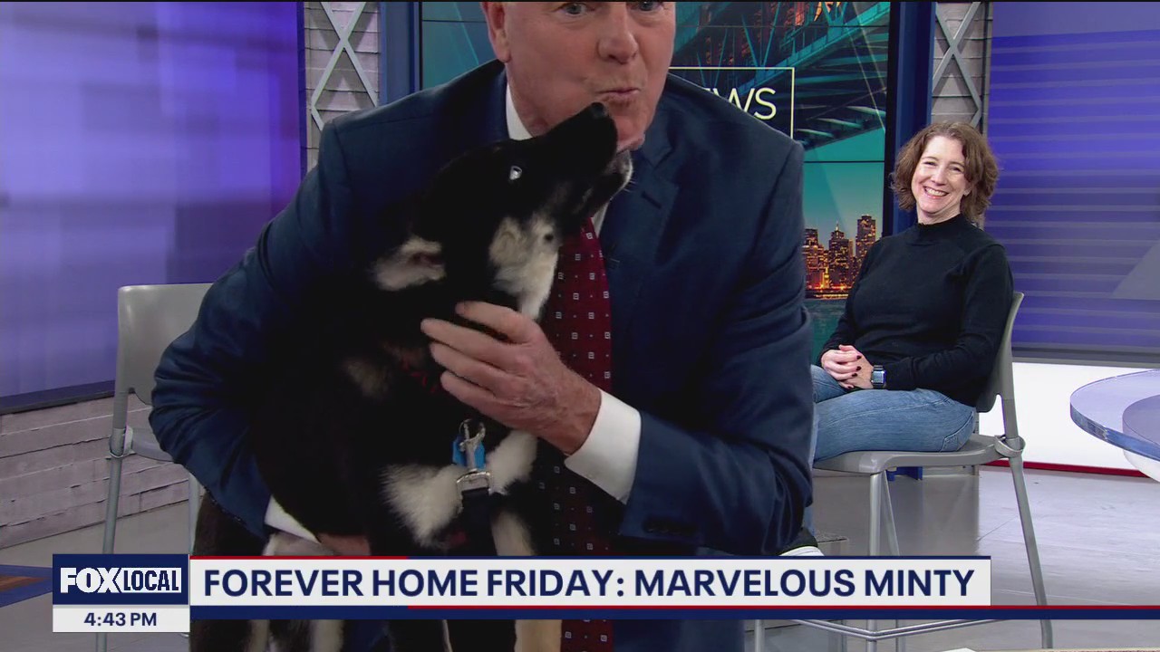 Adoptable puppy charms everyone at KTVU