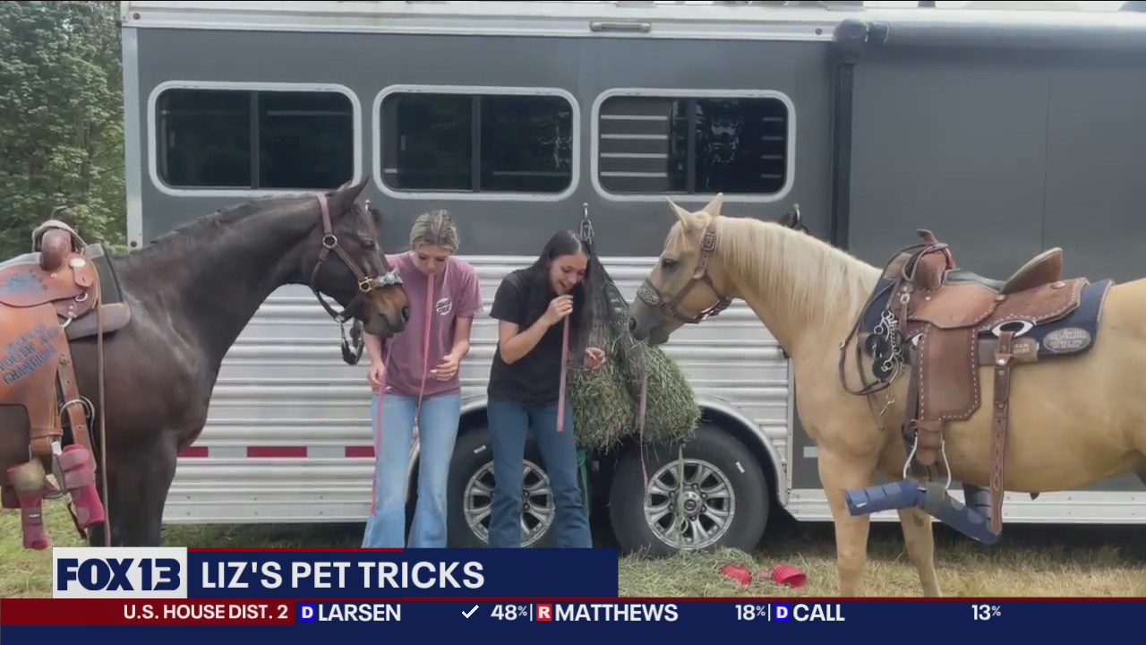 Liz's Pet Tricks for Wednesday, August 3