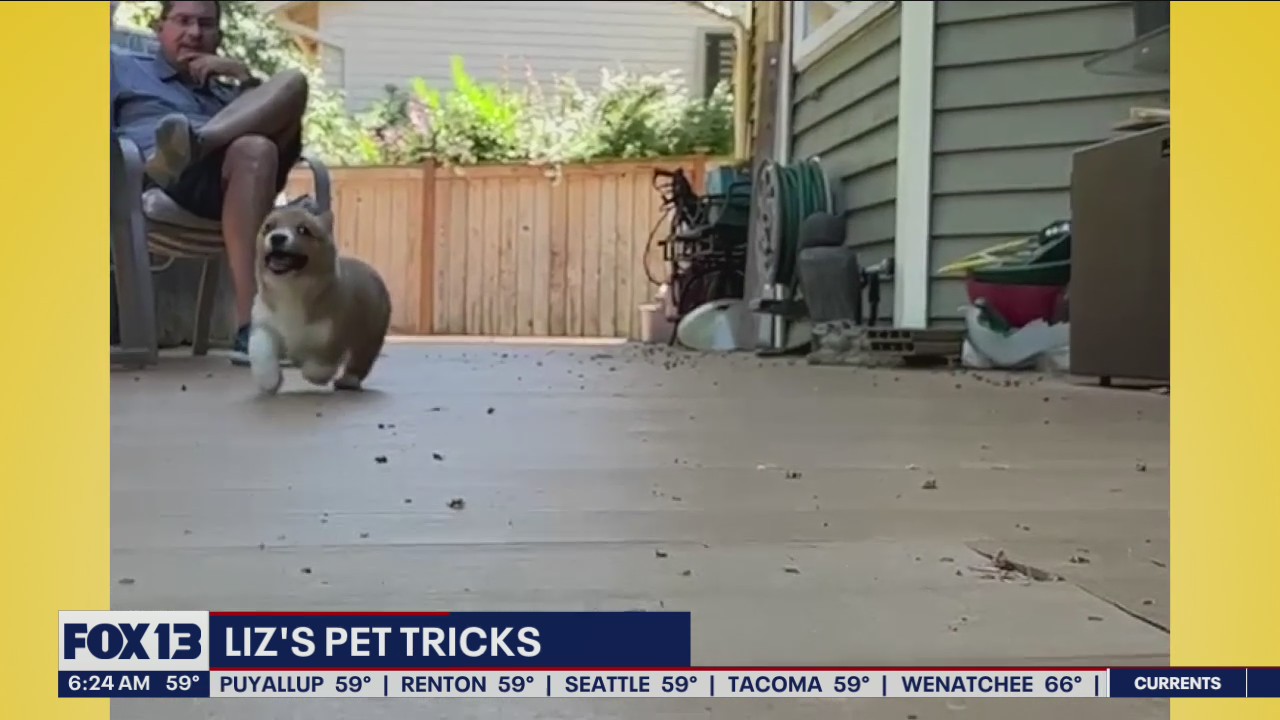 Liz's Pet Tricks for Thursday, August 4