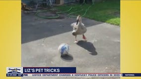 Liz's Pet Tricks for Friday, August 5