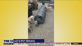 Liz's Pet Tricks for Monday, August 8