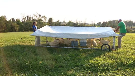 Honeymoon Farm: Couple's chicken farm nearly lost to severe storms
