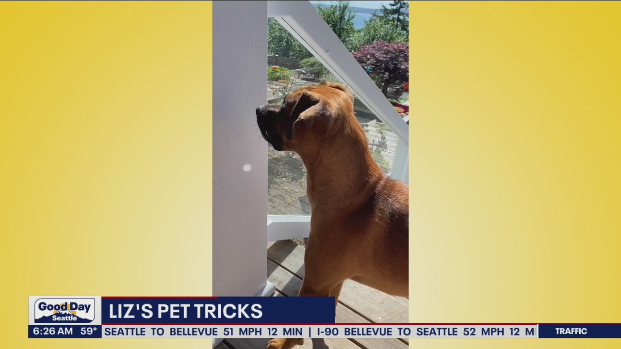 Liz's Pet Tricks for Tuesday,  August 9