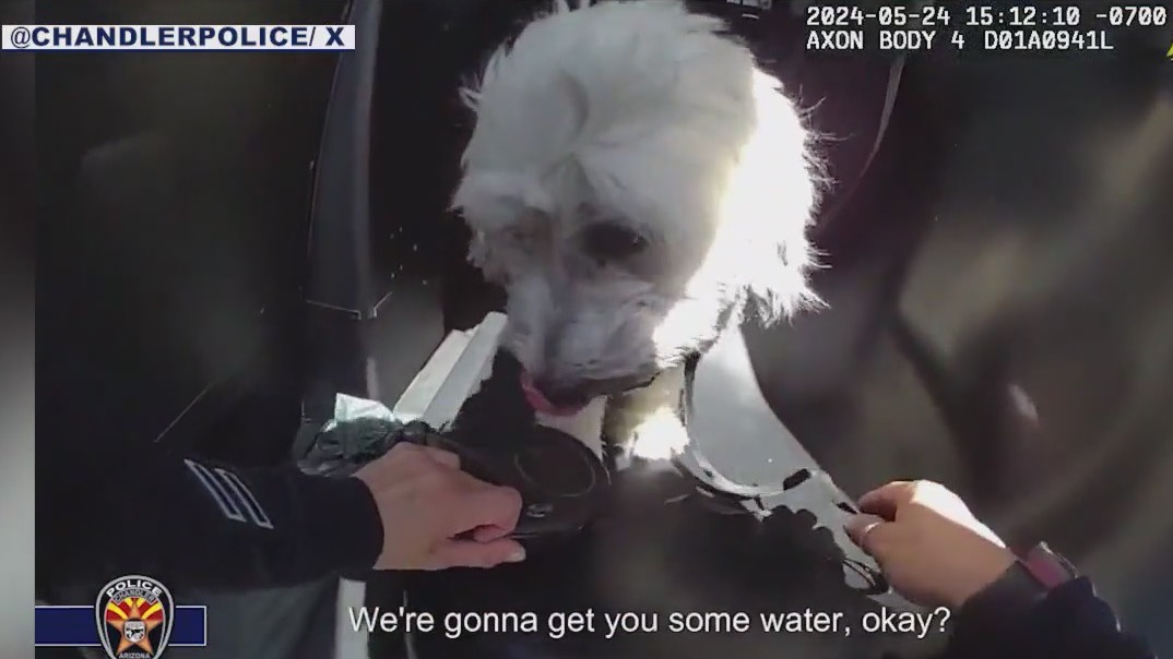 Dog rescued from hot car in Chandler, owner cited | FOX 10 Phoenix