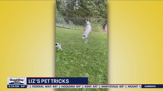 Liz's Pet Tricks for Friday, August 19