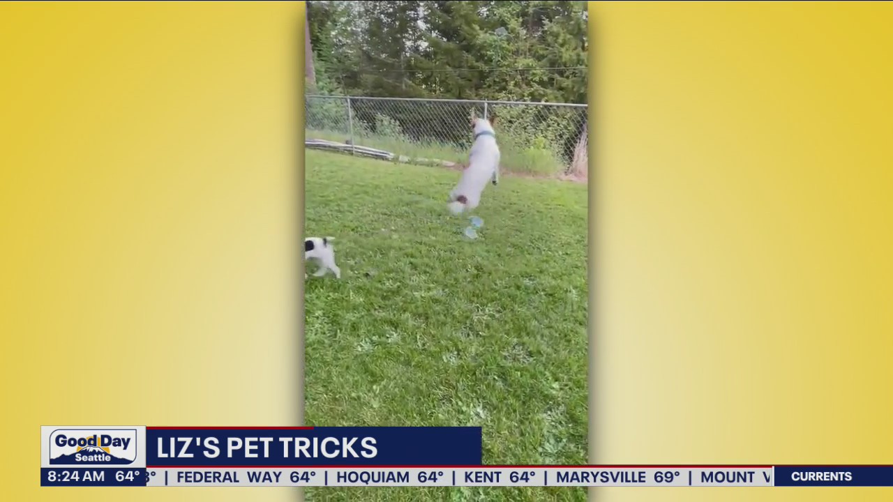 Liz's Pet Tricks for Friday, August 19