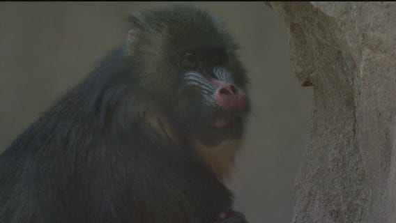 Mandrill monkey at Phoenix Zoo sets world record