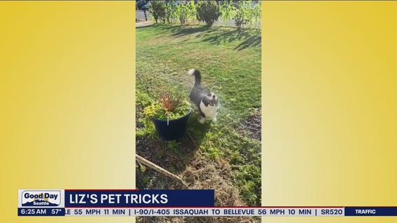 Liz's Pet Tricks for Tuesday, August 23