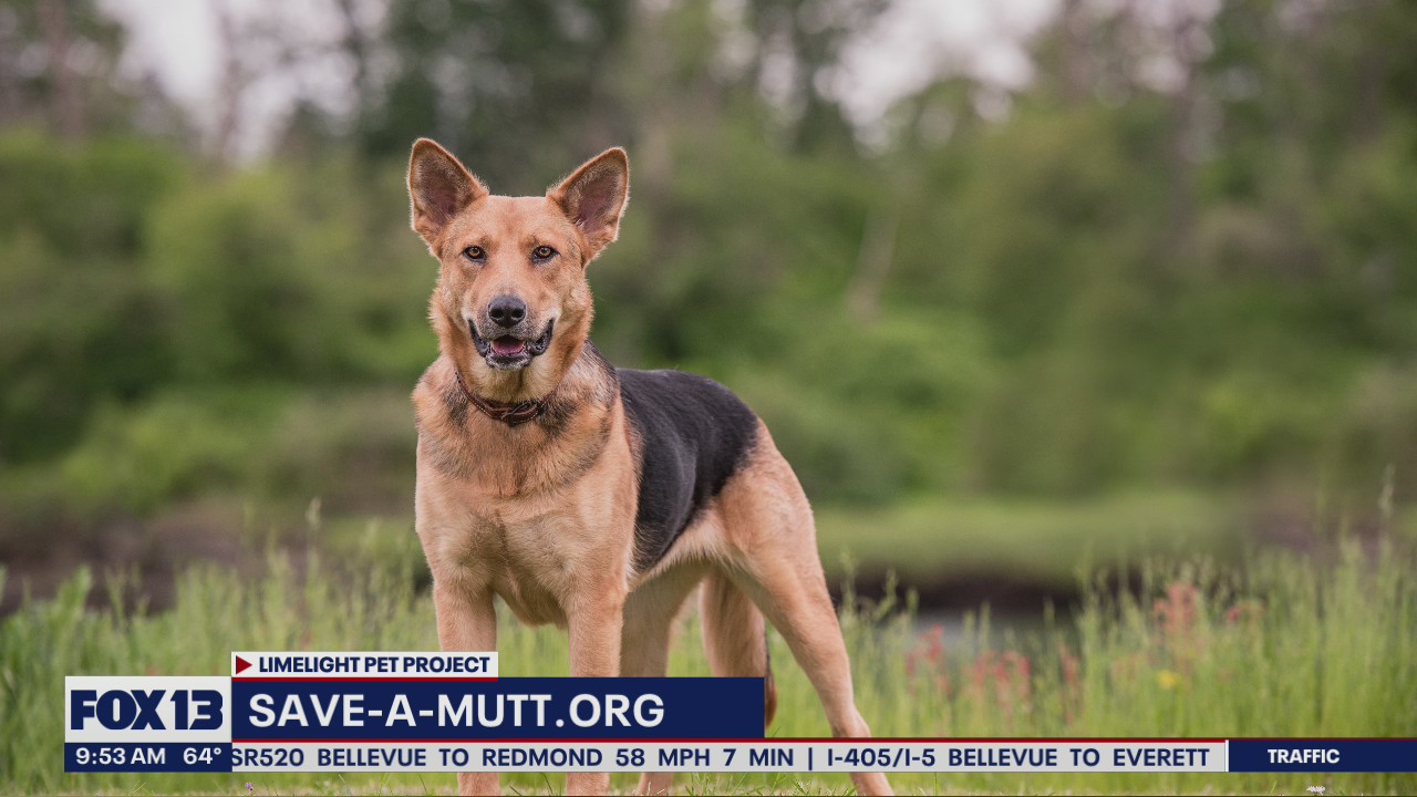 Pet of the Week: Adira