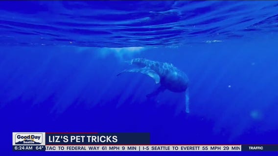 Liz's Pet Tricks for Thursday, August 25