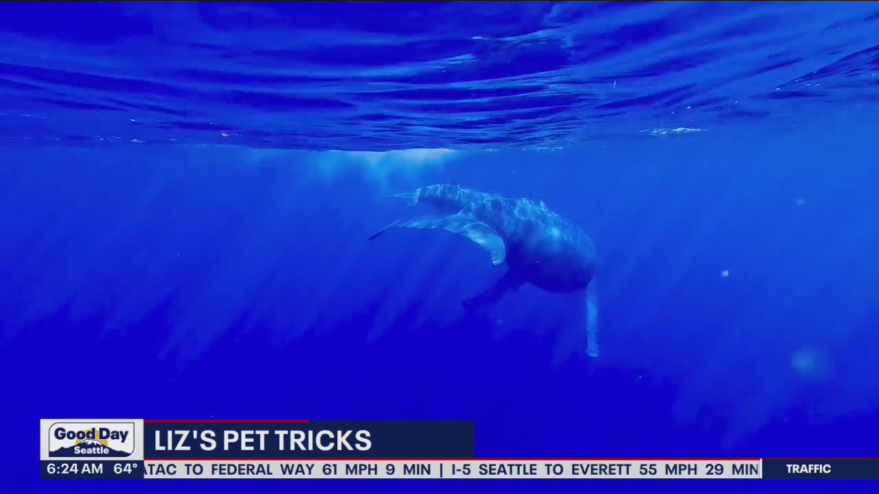 Liz's Pet Tricks for Thursday, August 25