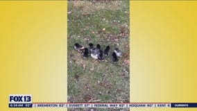 Liz's Pet Tricks for Wednesday, August 24