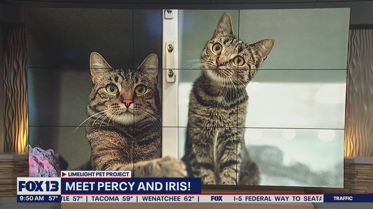 Pet of the Week: Percy and Iris