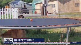 Liz's Pet Tricks for Friday, August 26