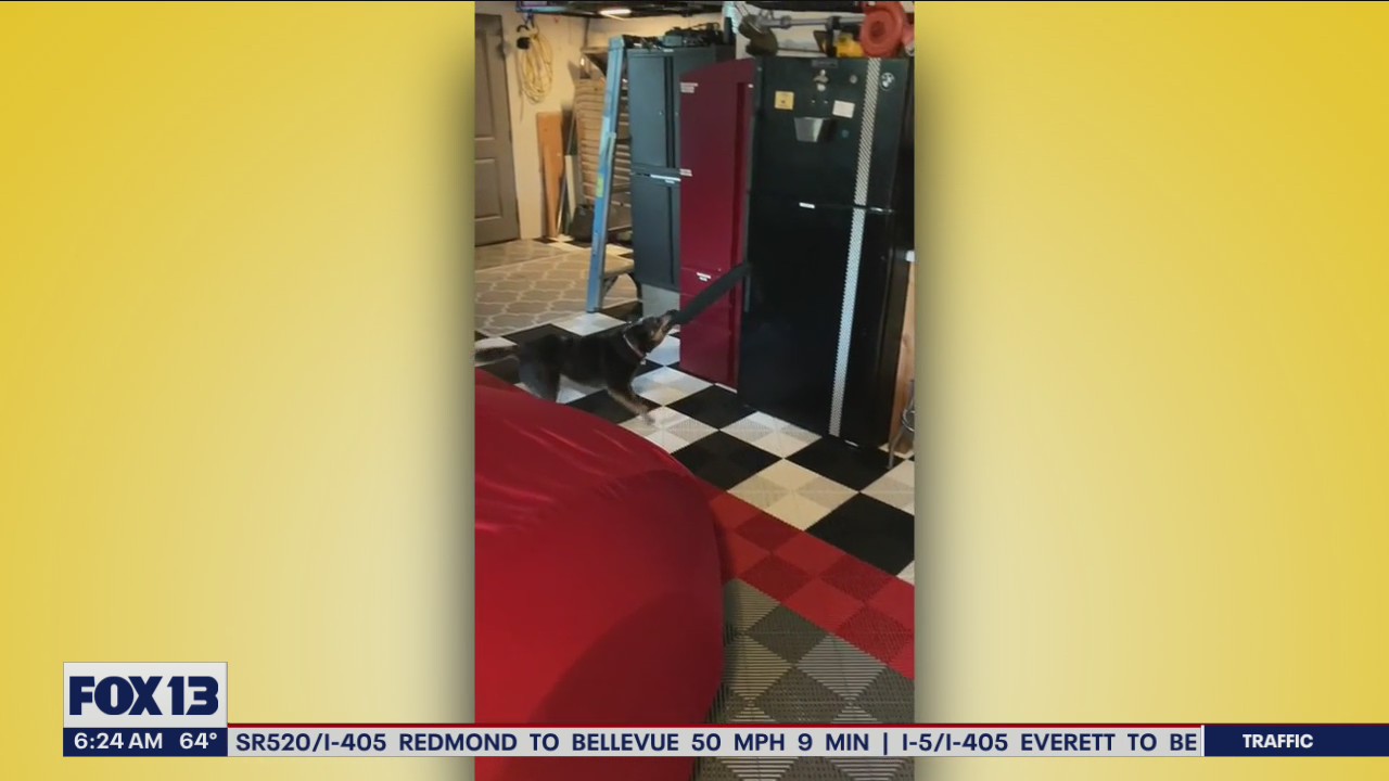 Liz's Pet Tricks for Wednesday, August 31