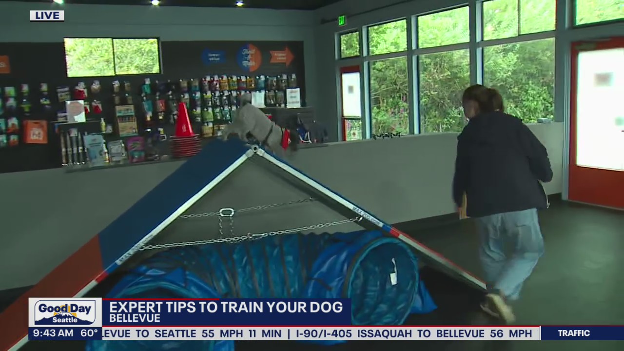 Zoom Room shares tips on training your dog