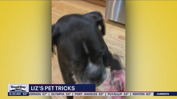 Liz's Pet Tricks for Tuesday, August 30