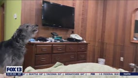 Liz's Pet Tricks for Friday, Sept. 2