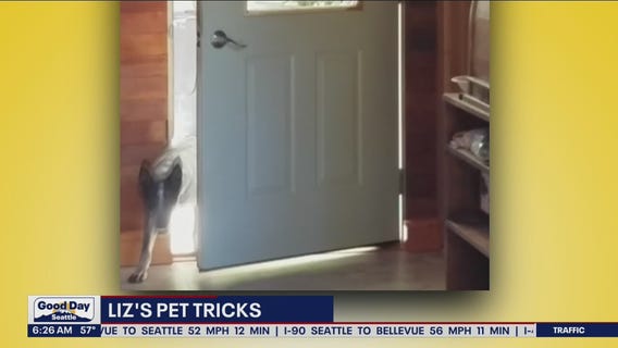 Liz's Pet Tricks for Wednesday, September 7