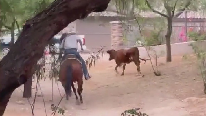 Ranchers round up loose cow in Phoenix neighborhood