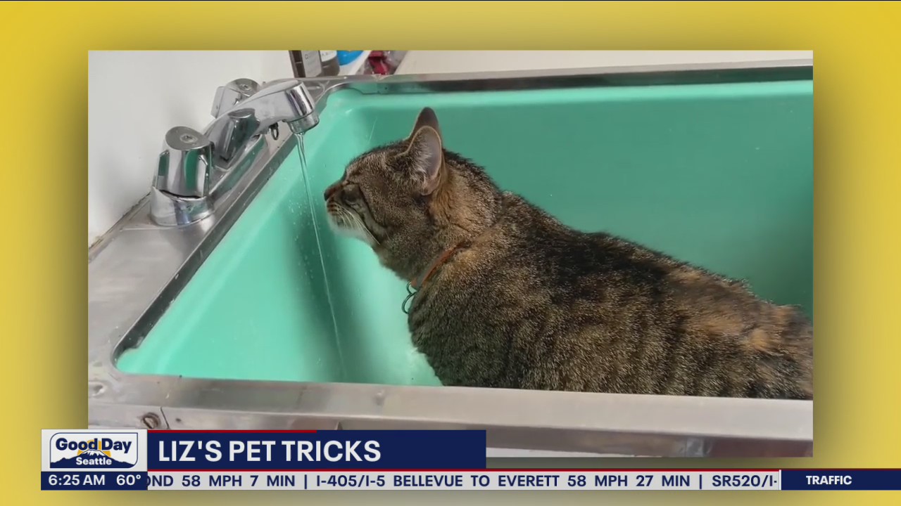 Liz's Pet Tricks for Monday, September 12
