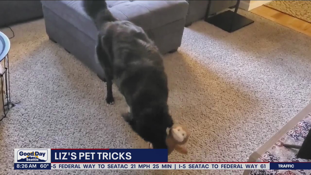 Liz's Pet Tricks for Wednesday, September 14