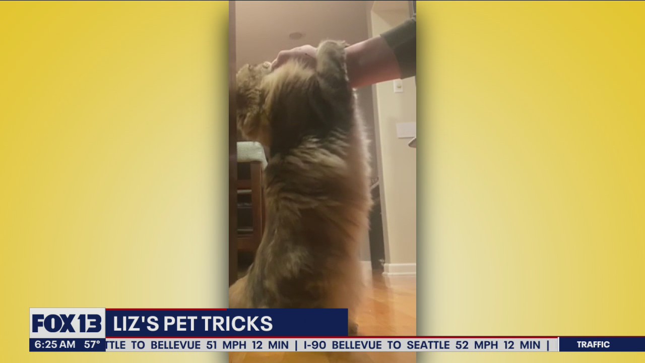 Liz's Pet Tricks for Thursday, September 15