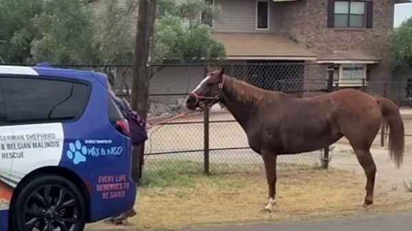 Good Samaritans rescue loose horse in Glendale