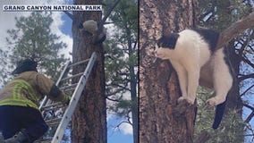 Archie the cat rescued from tree in Grand Canyon